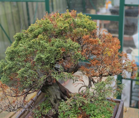 dying juniper bonsai